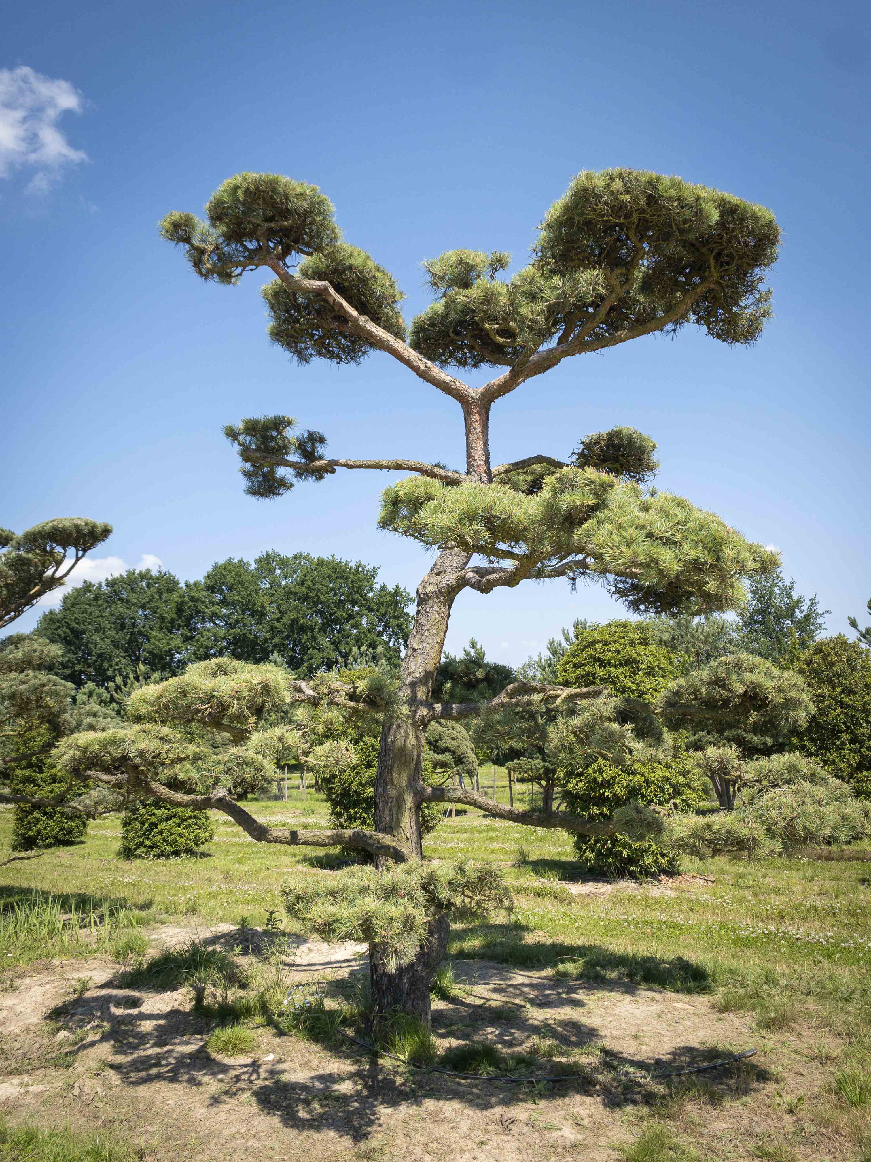 Pinus sylvestris Bonsai